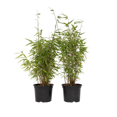 Chinese fountain bamboo - 2 pcs. - Fargesia 'Red Dragon' - H60-80cm - Pot 17cm