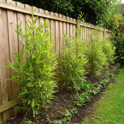 Chinese fountain bamboo - 4 pcs. - Fargesia nitida Gansu - H50-70cm - Pot  17cm