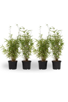 Chinese fountain bamboo - 4 pcs. - Fargesia Red Dragon - H50-70cm - Pot ...