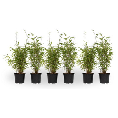 obi bambus terrassendielen aMbooo Bambus Terrassendielen Select