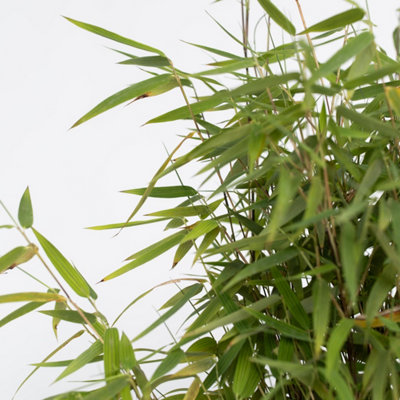 Chinese fountain bamboo - Fargesia nitida Red Dragon - Height 50-70cm - Pot  17cm