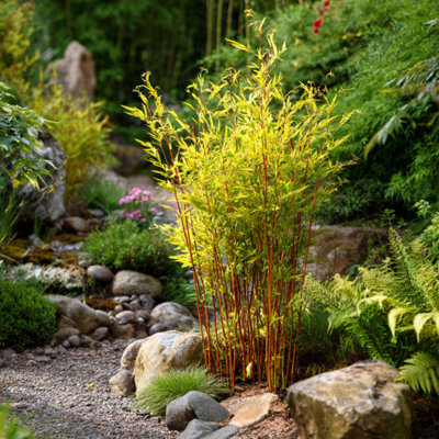 Chinese fountain bamboo - Fargesia nitida Red Dragon - Height 50-70cm - Pot  17cm