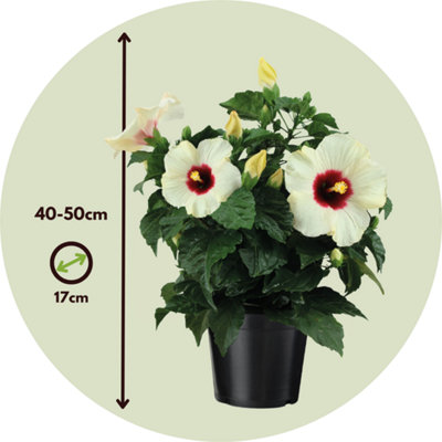 Hibiscus CHINESE HIBISCUS - HIBISCUS ROSA-SINENSIS - HEIGHT 40-50CM - 17CM