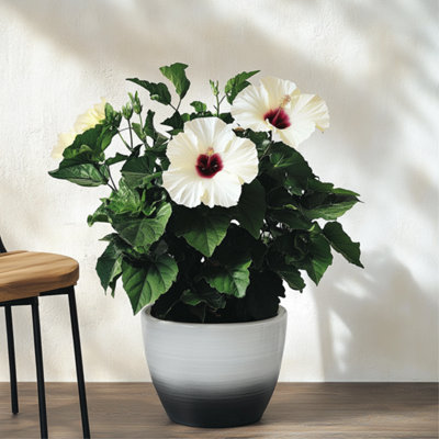 CHINESE HIBISCUS - HIBISCUS ROSA-SINENSIS - HEIGHT 40-50CM - 17CM