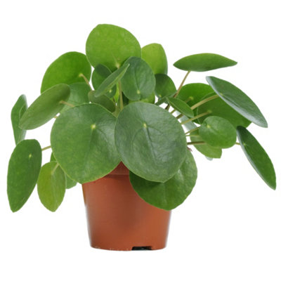 Chinese Money Plant - Pilea Peperomioides Indoor House Plant for Kitchen, Living Room Potted Houseplant (25-35cm Height Inc. Pot)