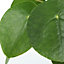 Chinese Money Plant - Pilea Peperomioides Indoor House Plant for Kitchen, Living Room Potted Houseplant (25-35cm Height Inc. Pot)