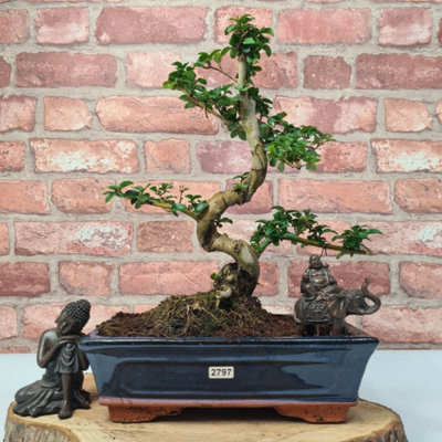 CHINESE PRIVET (LIGUSTRUM SINENSE) BONSAI TREE - SHAPED - IN 25CM POT