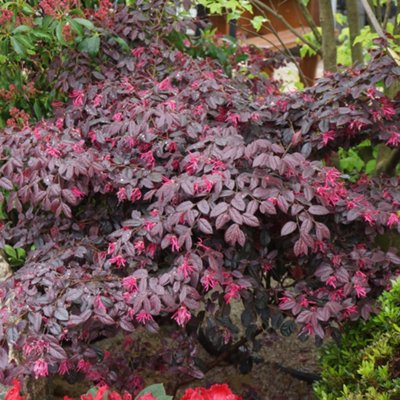 Chinese Witch Hazel Loropetalum Chinensis 'Black Pearl' in a 15cm