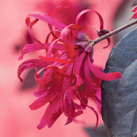 Chinese Witch Hazel Loropetalum Chinensis 'Black Pearl' in a 15cm