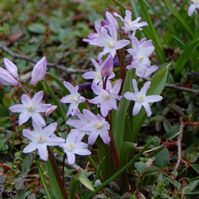 Chionodoxa Forbesii Rosea Bulbs (200 Bulbs)