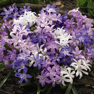 Chionodoxa - Glory of the Snow 'Mixed' 50 bulbs - Spring Flowering