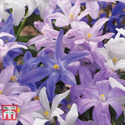 Chionodoxa - Glory of the Snow 'Mixed' 50 bulbs