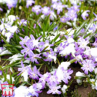 Chionodoxa - Glory of the Snow 'Mixed' 50 bulbs - 3