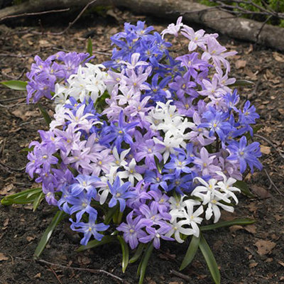 Chionodoxa lucilaea (Glory of the Snow) Size:4/5 pack of 60