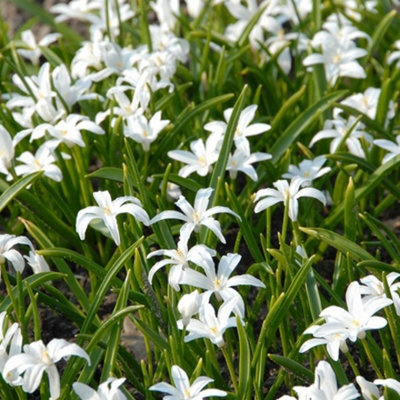 Chionodoxa Luciliae Alba Bulbs (40 Bulbs)