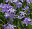 Chionodoxa Luciliae Violet Beauty Bulbs (100 Bulbs)