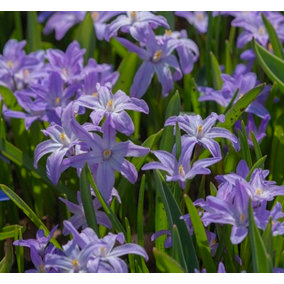 Chionodoxa Luciliae Violet Beauty Bulbs (100 Bulbs)