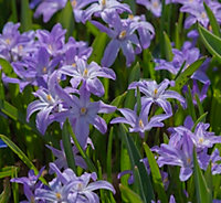 Chionodoxa Luciliae Violet Beauty Bulbs (200 Bulbs)