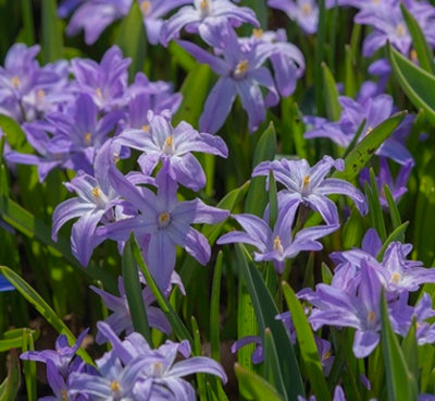 Chionodoxa Luciliae Violet Beauty Bulbs (500 Bulbs)