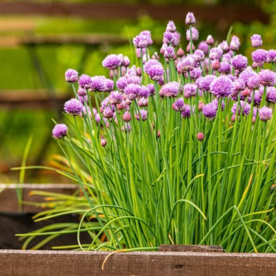 Chive Herb Plant in 13cm Pot - Allium schoenoprasum for Culinary Use