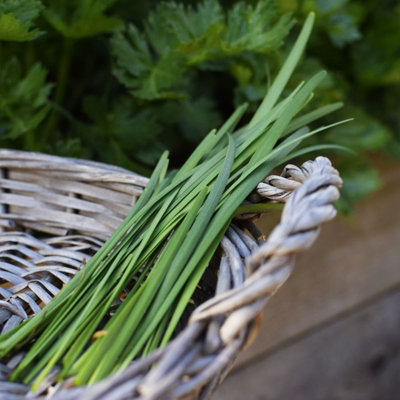 Chive Herb Plant in 13cm Pot - Allium schoenoprasum for Culinary Use
