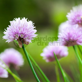 Chives (10-20cm Height Including Pot) Garden Plant - Edible Perennial Herb, Compact Size