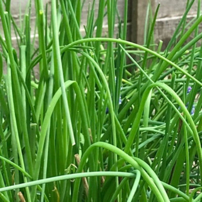 Chives - Allium Schoenoprasum - 1L Pot - Herb