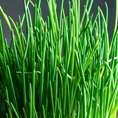 Chives Garden Plant - Edible Perennial, Compact Size (15-20cm Height Including Pot)