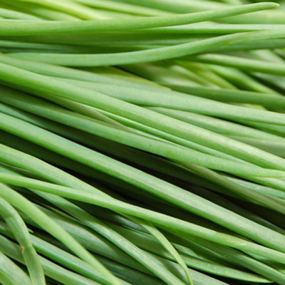 Chives Garden Plant - Edible Perennial, Compact Size (15-20cm Height ...
