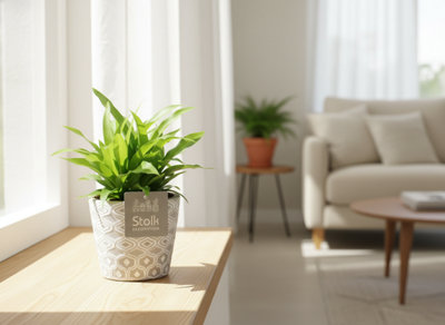 Chlor Com Lemon Ceramic Star Pot size 13 Cm Height 35 Spider plant ...