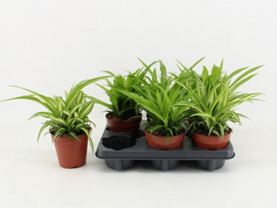 CHLOR COM MIXED, 12CM POT SIZE, 25CM TALL, CHLOROPHYTUM, INDOOR HOUSEPLANT
