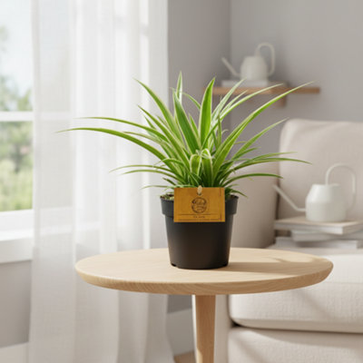 Chlor Com Ocean Pot size 10.5 Cm Height 15 Spider plant Indoor Houseplant
