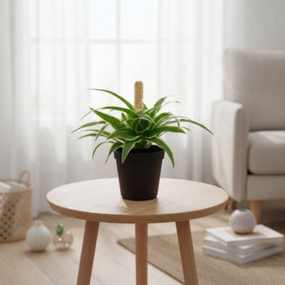 Chlor Com Ocean Pot size 5.5 Cm Height 10 Spider plant Indoor Houseplant