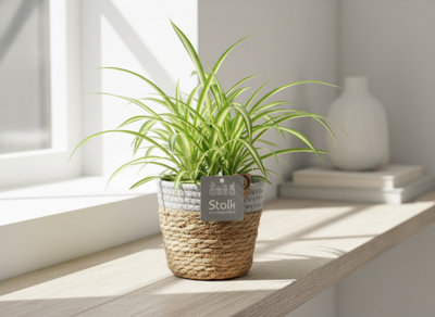 Chlor Com Variegatum Basket Pot size 13 Cm Height 30 Spider plant ...