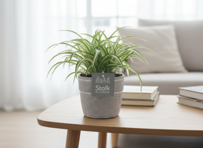 Chlor Com Variegatum Ceramic Stone Look Pot size 13 Cm Height 35 Spider ...
