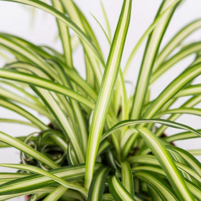 Chlorophytum comosum Atlantic Spider Plant - Variegated Air Purifying ...