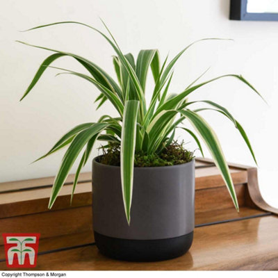 Chlorophytum Spider Plant - Houseplant - 2 Plants