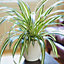 Chlorophytum variegatum: Variegated Spider Plant, Air-Purifying Indoor Accent (20-30cm, 12cm Pot)