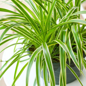 Chlorophytum variegatum: Variegated Spider Plant, Air-Purifying Indoor Accent (20-30cm, 12cm Pot)