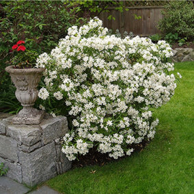 Choisya Aztec Pearl - Outdoor Flowering Shrub, Ideal for UK Gardens, Compact Size (15-30cm Height Including Pot)