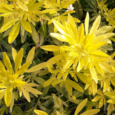 choisya-goldfinger-golden-coloured-foliage-evergreen-shrub-hardy