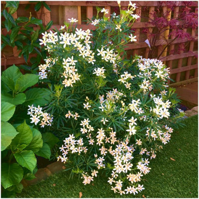 Choisya Mexican Orange 'White Dazzler' Evergreen Garden Shrub (9cm Pot)