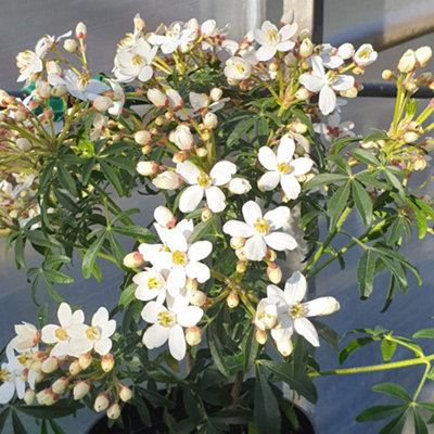 Choisya Scented Gem, Mexican Orange Blossom Plant for UK Gardens (15-25cm Height Including Pot)