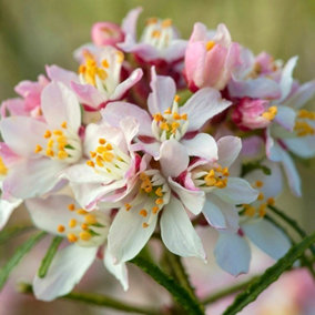 Choisya ternata Apple Blossom in 9cm Pot - Mexican Orange Blossom - Pink Flowering - Evergreen Aromatic Shrub