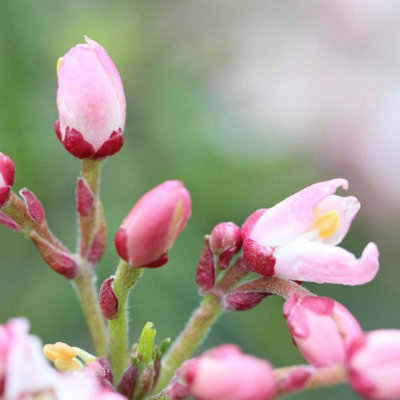 Choisya ternata Apple Blossom in 9cm Pot - Mexican Orange Blossom - Pink Flowering - Evergreen Aromatic Shrub - 3
