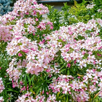 Choisya ternata Apple Blossom in 9cm Pot - Mexican Orange Blossom - Pink Flowering - Evergreen Aromatic Shrub - 4