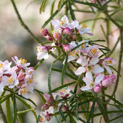 Choisya ternata Apple Blossom in 9cm Pot - Mexican Orange Blossom - Pink Flowering - Evergreen Aromatic Shrub - 5