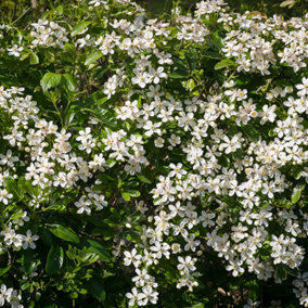 Choisya Ternata Garden Plant - Fragrant White Flowers, Evergreen Foliage (15-30cm Height Including Pot)