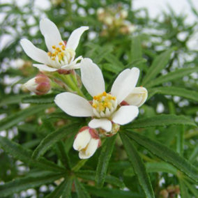 Choisya ternata White Dazzler 9cm Potted Plant x 2