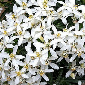 Choisya White Dazzler - Outdoor Flowering Shrub, Ideal for UK Gardens, Compact Size (15-30cm Height Including Pot)